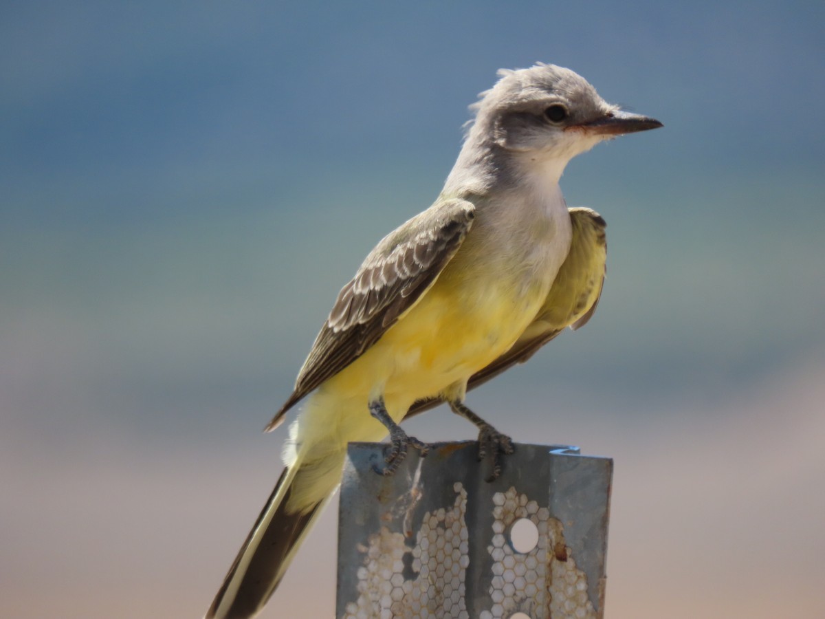 Western Kingbird - ML256359951