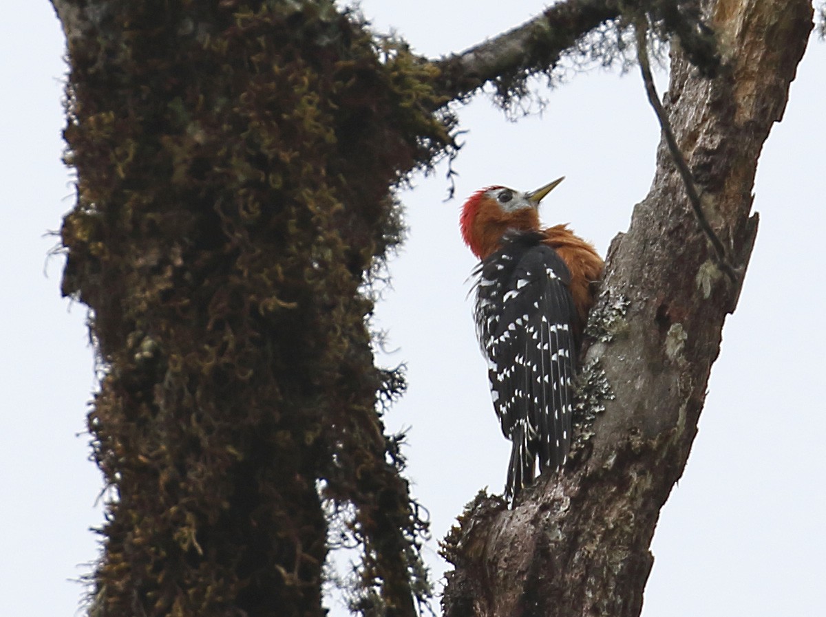 Rufous-bellied Woodpecker - Myles McNally