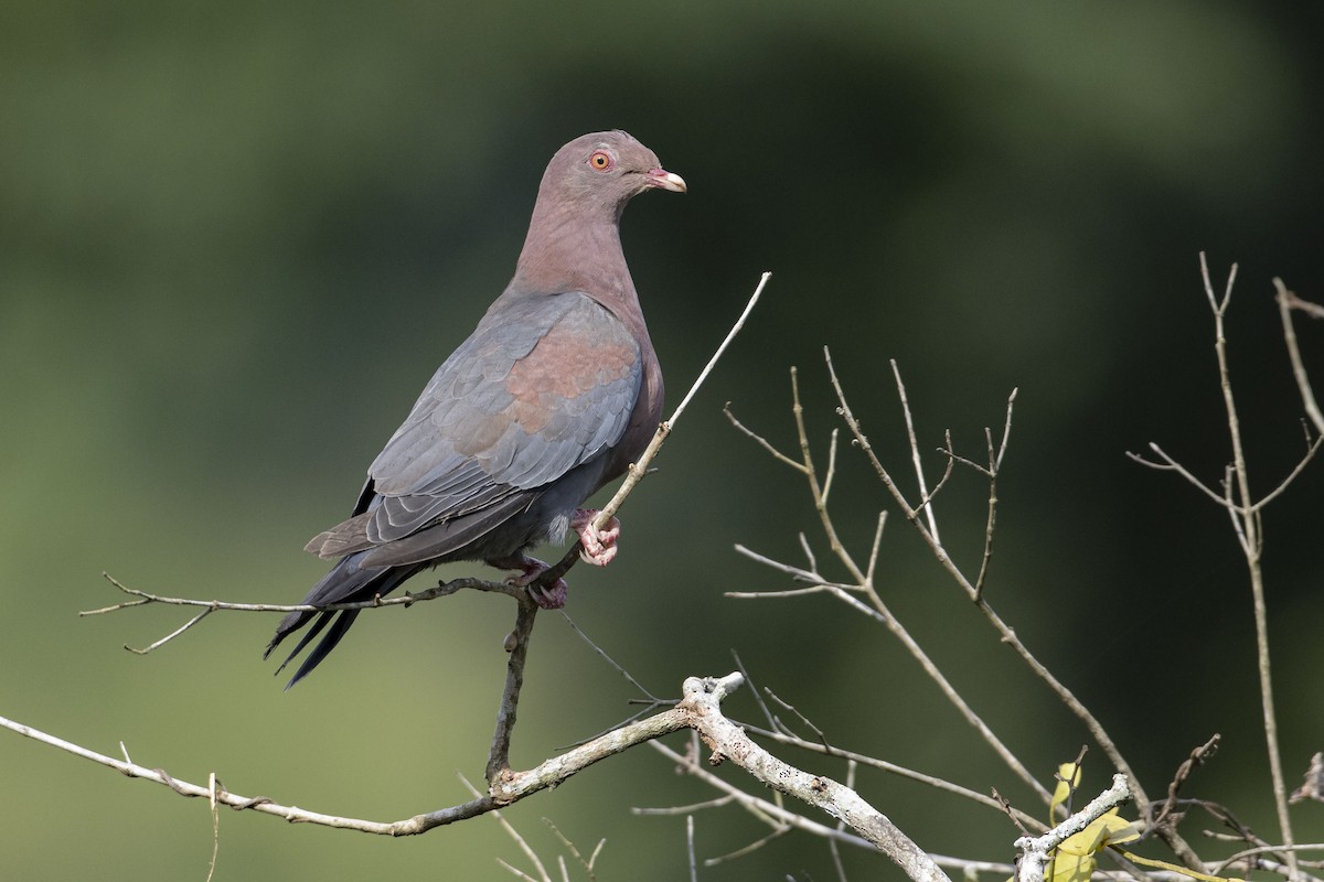 Pigeon à bec rouge - ML256364381