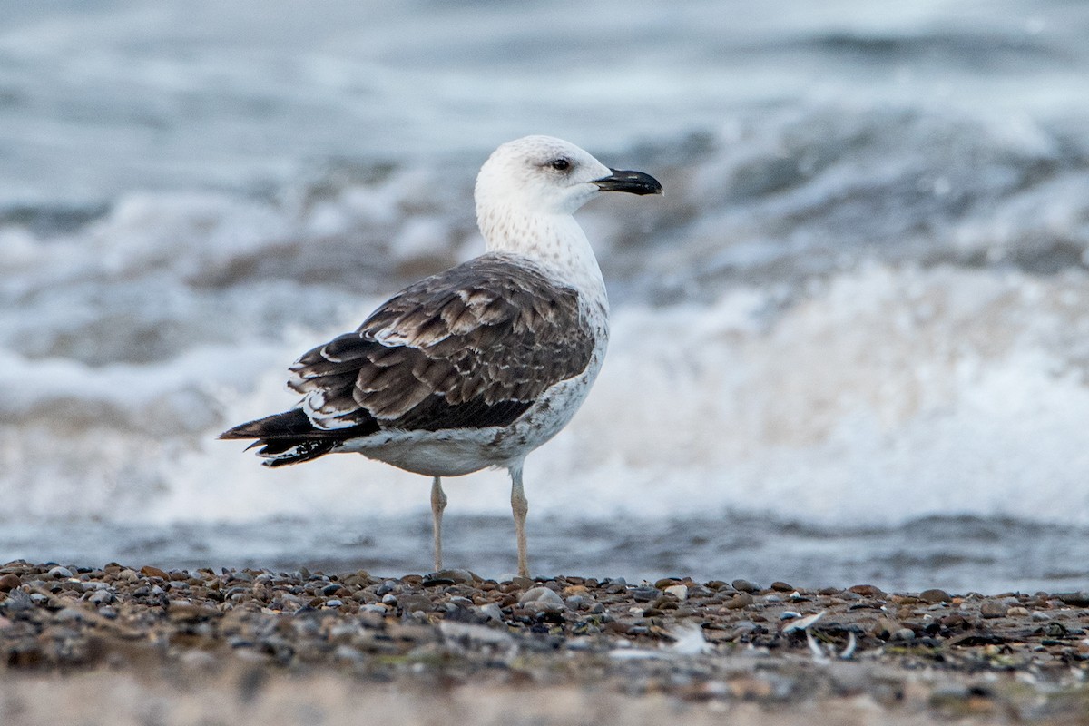 Lesser Black-backed Gull - Sue Barth