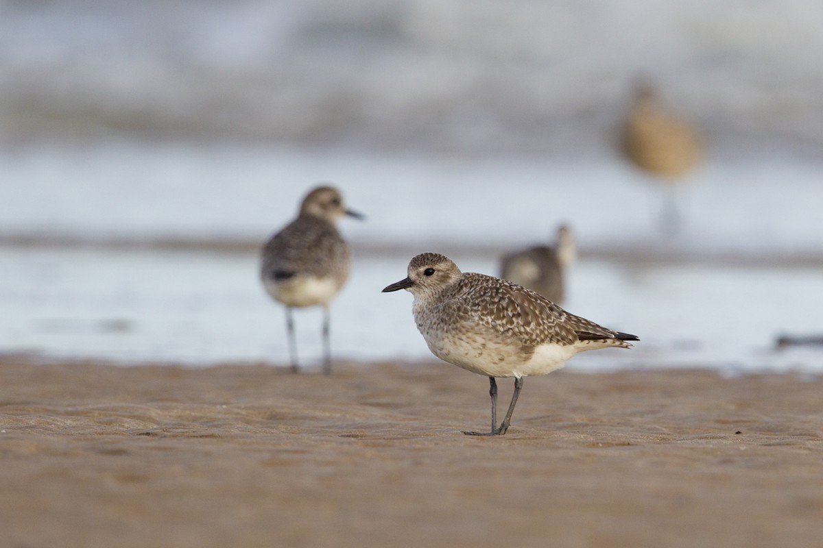 Black-bellied Plover - Laurie Ross | Tracks Birding & Photography Tours