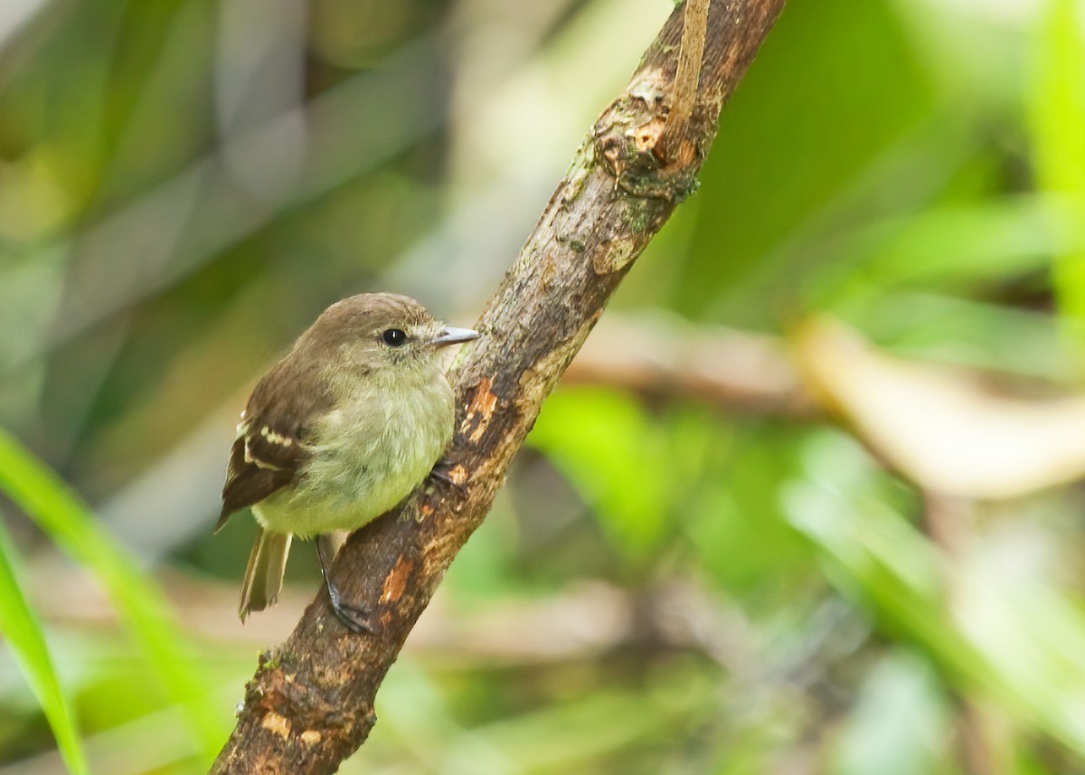 Olive-chested Flycatcher - ML256366281