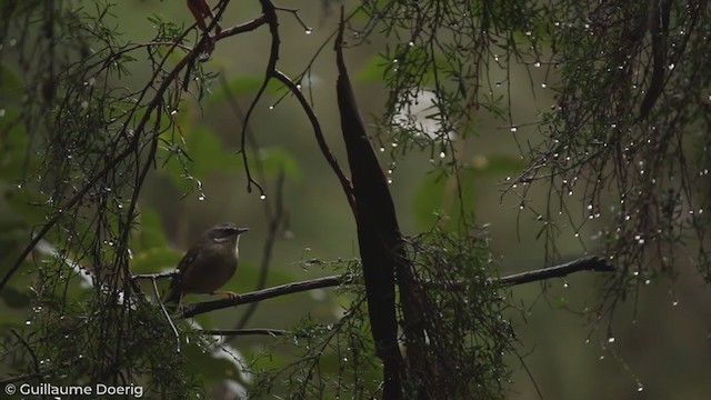 White-browed Scrubwren - ML256367161