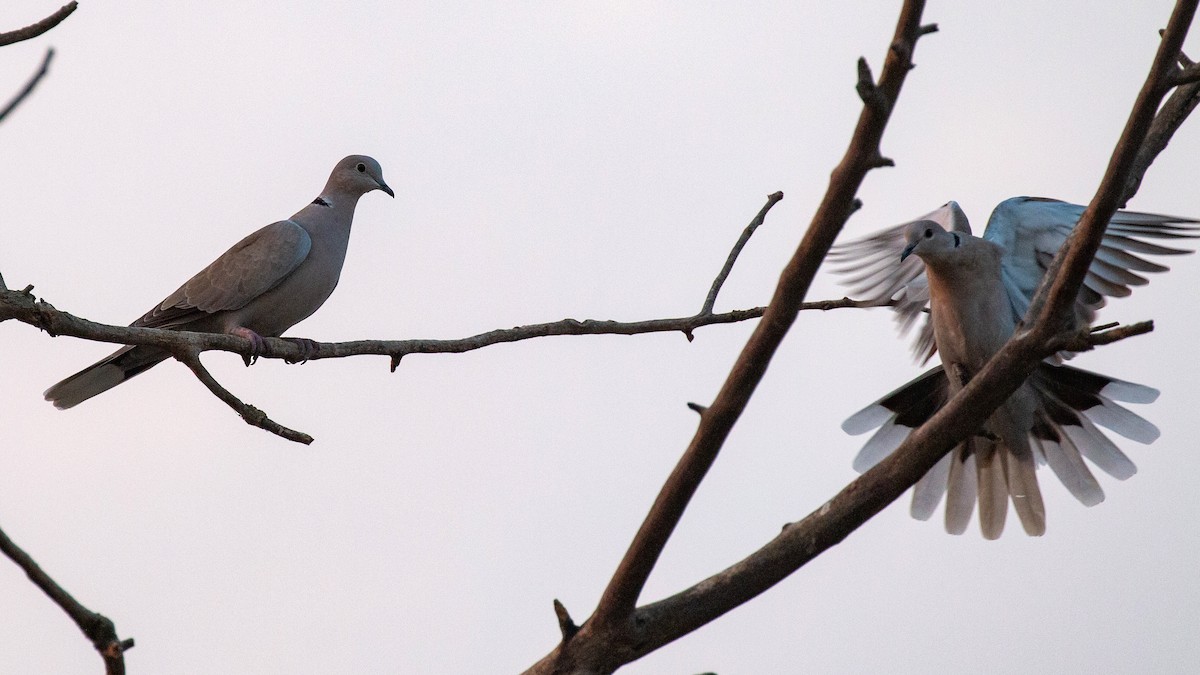 Eurasian Collared-Dove - Jim Gain