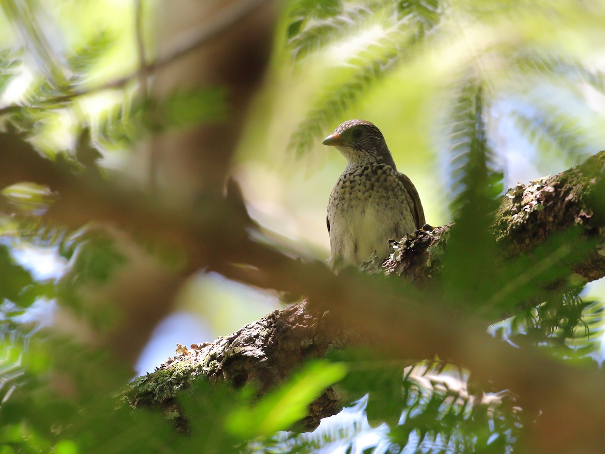 Scaly-throated Honeyguide - ML256367301