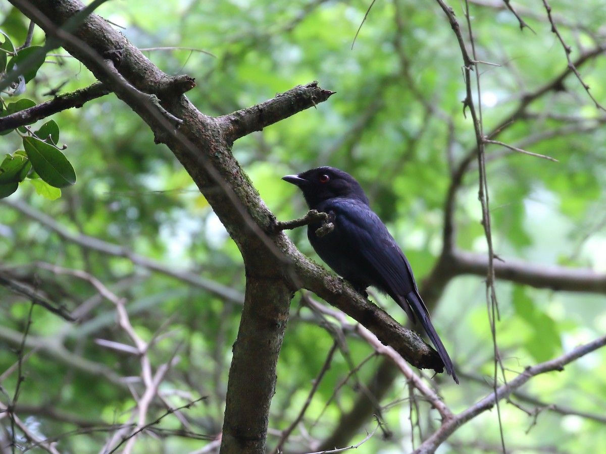 Square-tailed Drongo - Keith Valentine