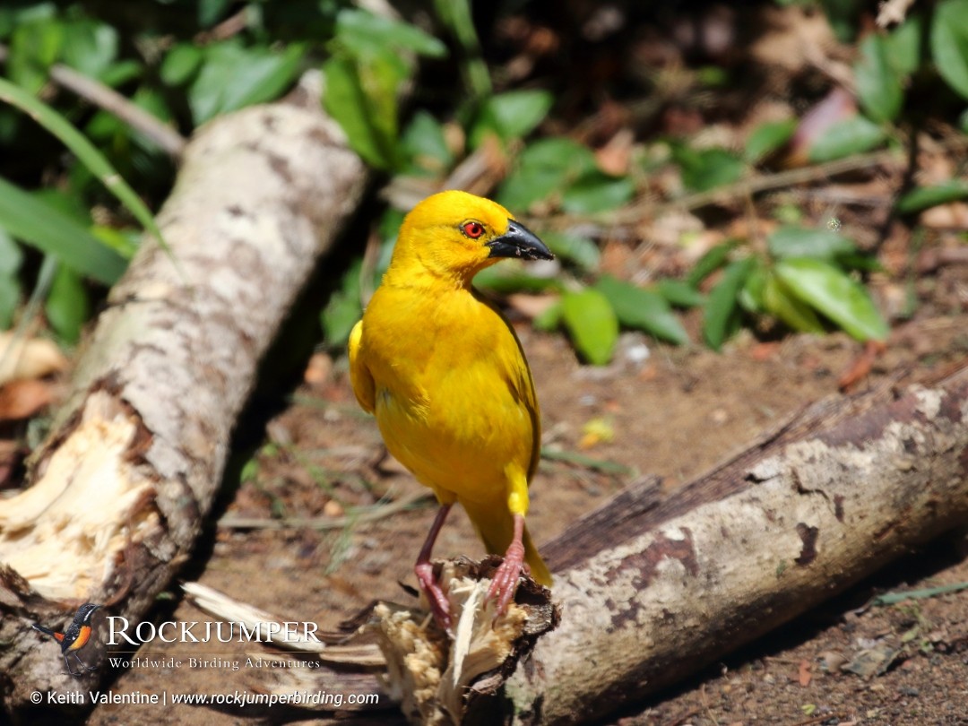 African Golden-Weaver - Keith Valentine