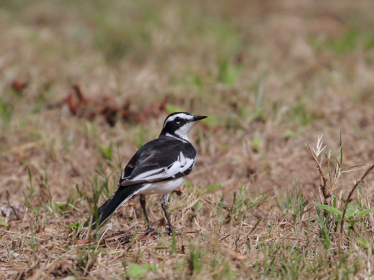 African Pied Wagtail - ML256368001