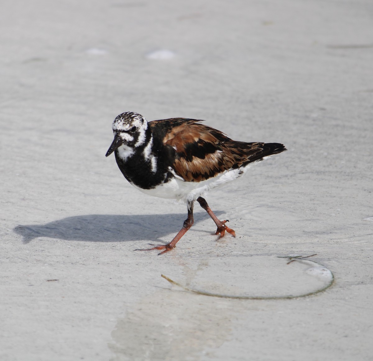 Ruddy Turnstone - ML256368571