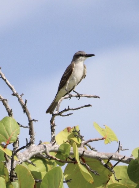 Gray Kingbird - ML256368821