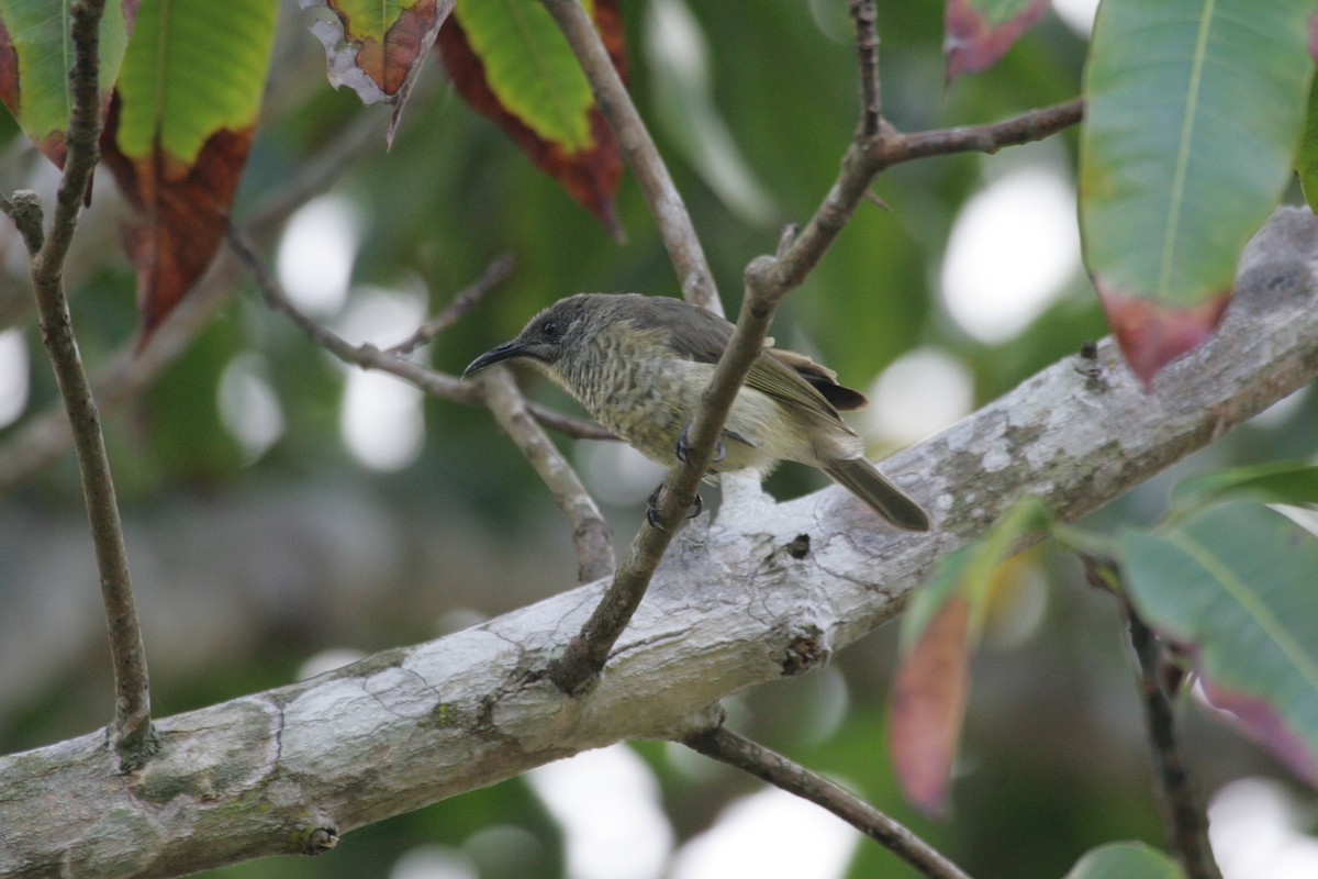 White-tufted Honeyeater - Simon Colenutt
