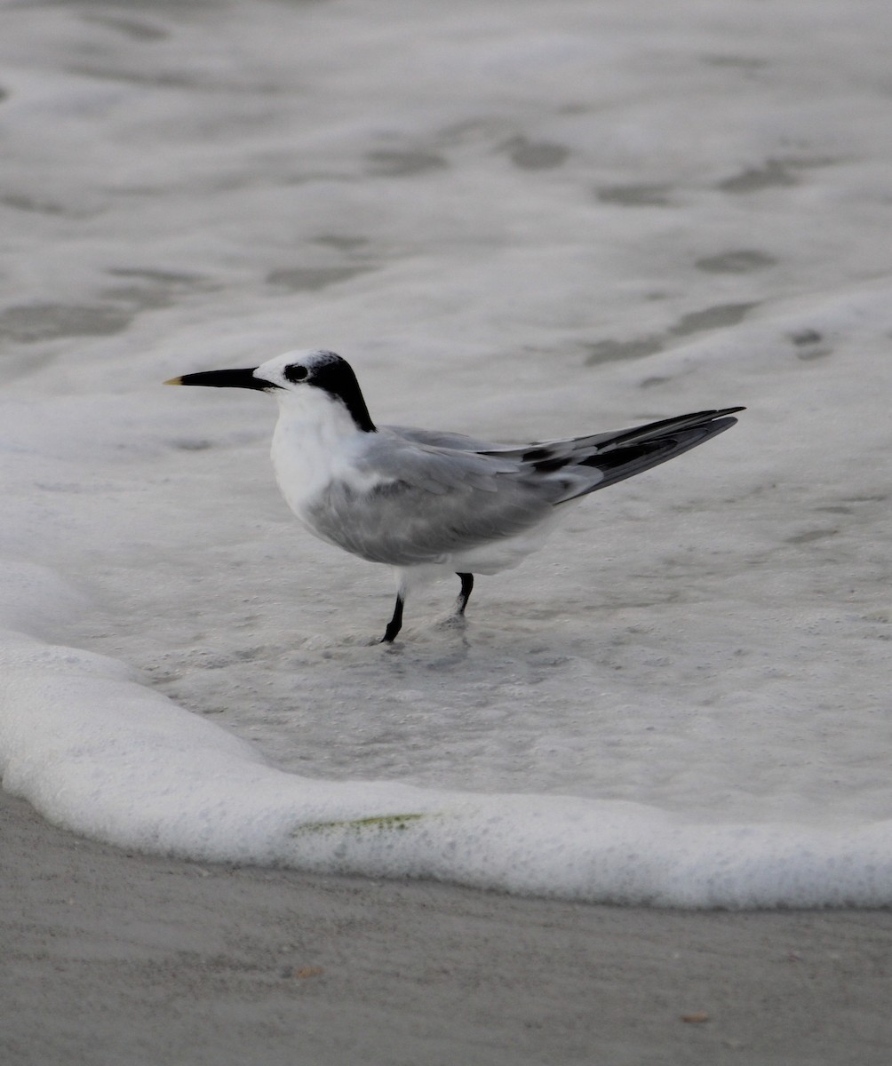 Sandwich Tern - ML256370311