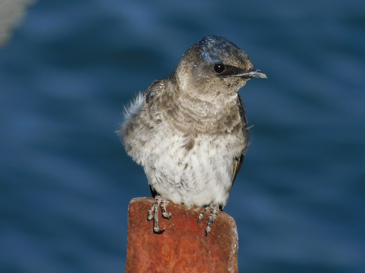 Purple Martin - Zeke VanZante