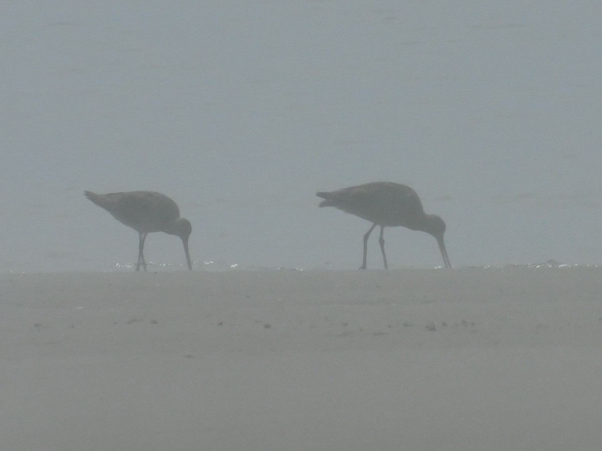 Bar-tailed Godwit (Siberian) - ML256372081