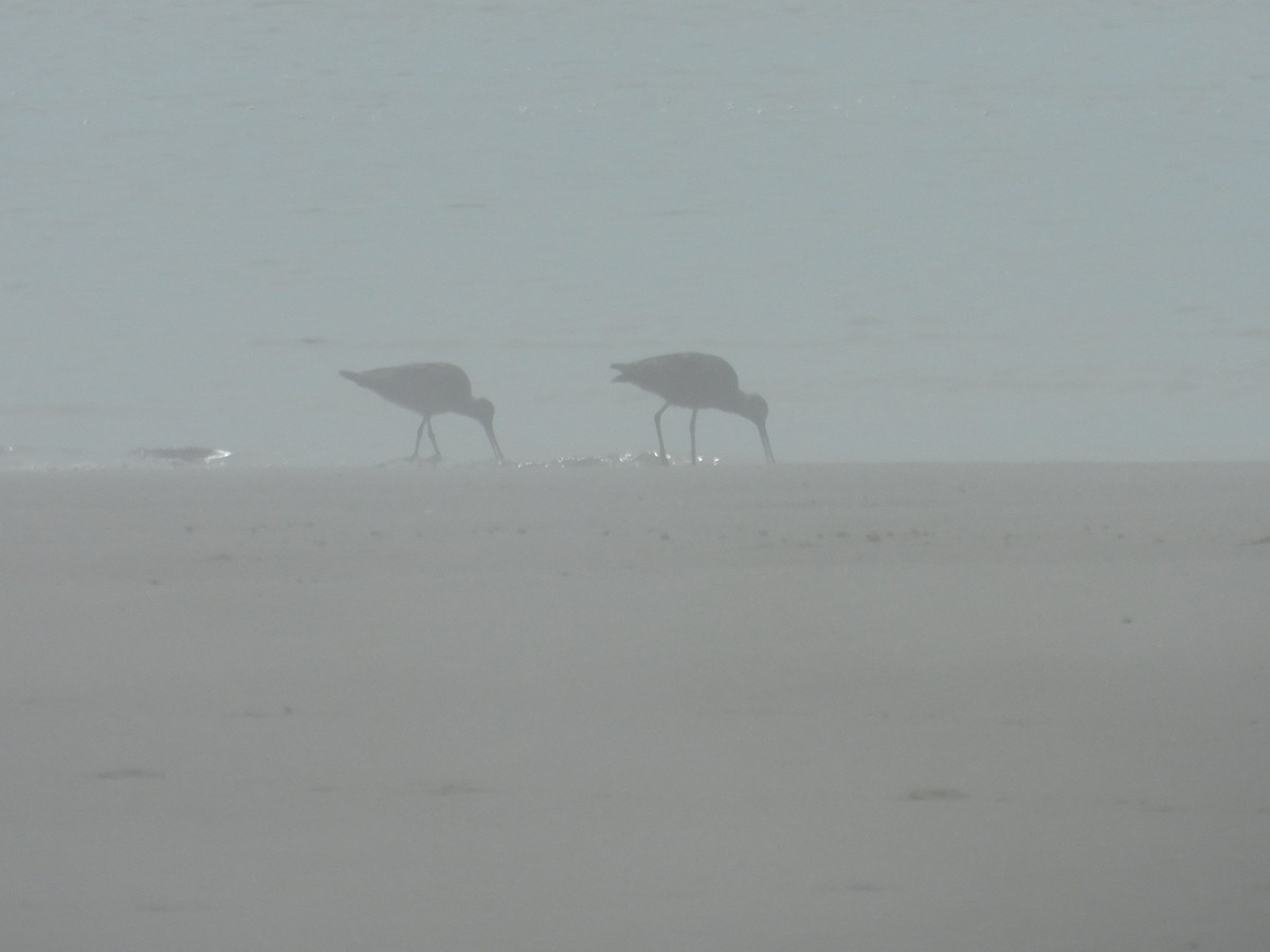 Bar-tailed Godwit (Siberian) - ML256372111