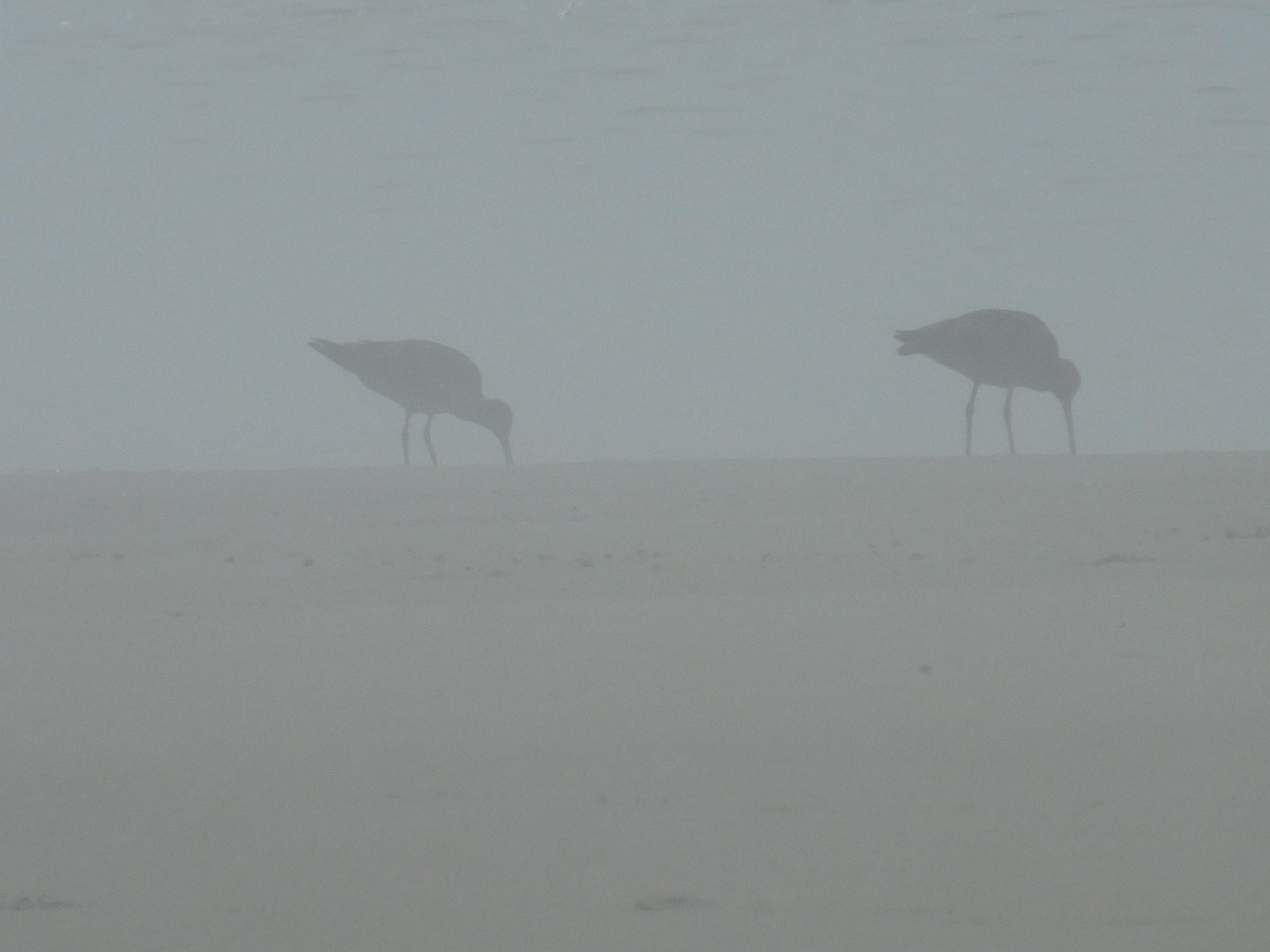 Bar-tailed Godwit (Siberian) - ML256372121