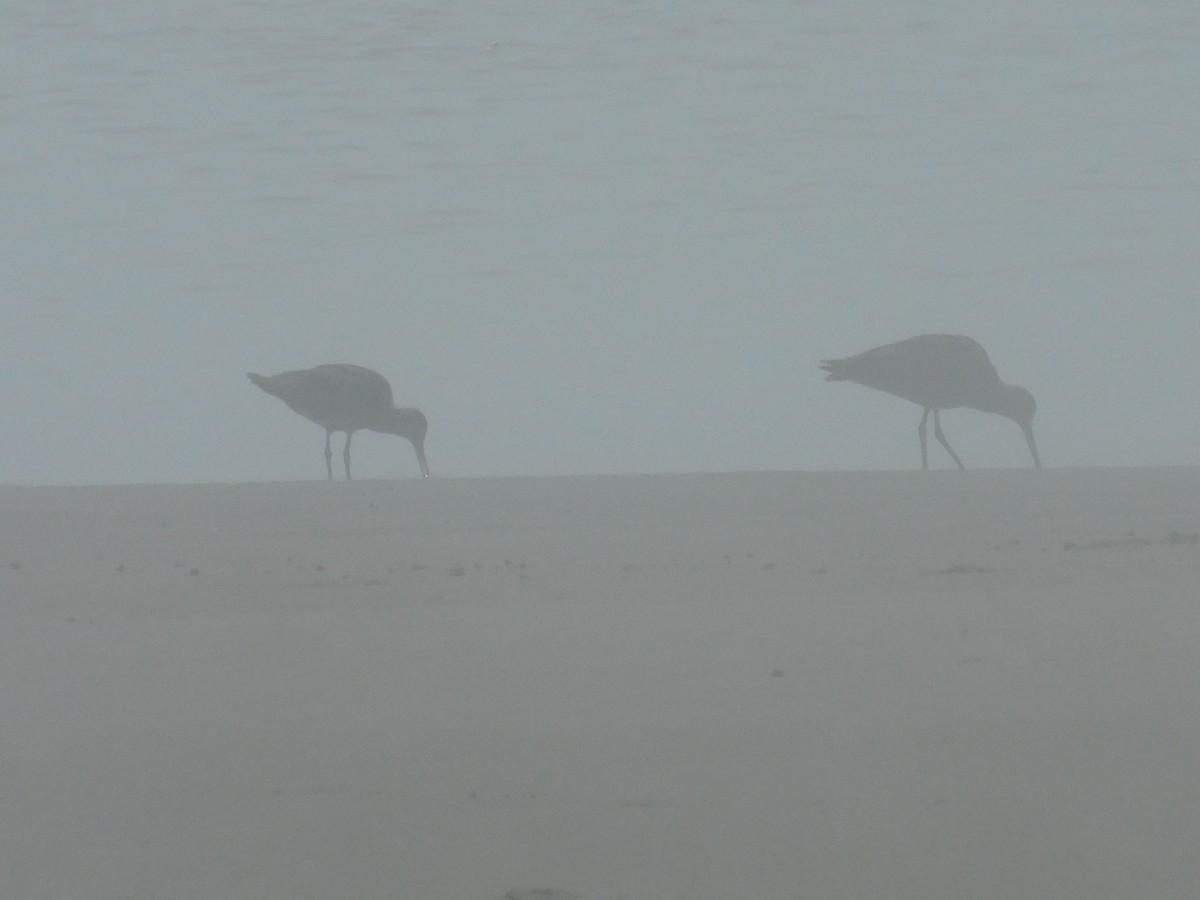 Bar-tailed Godwit (Siberian) - ML256372391