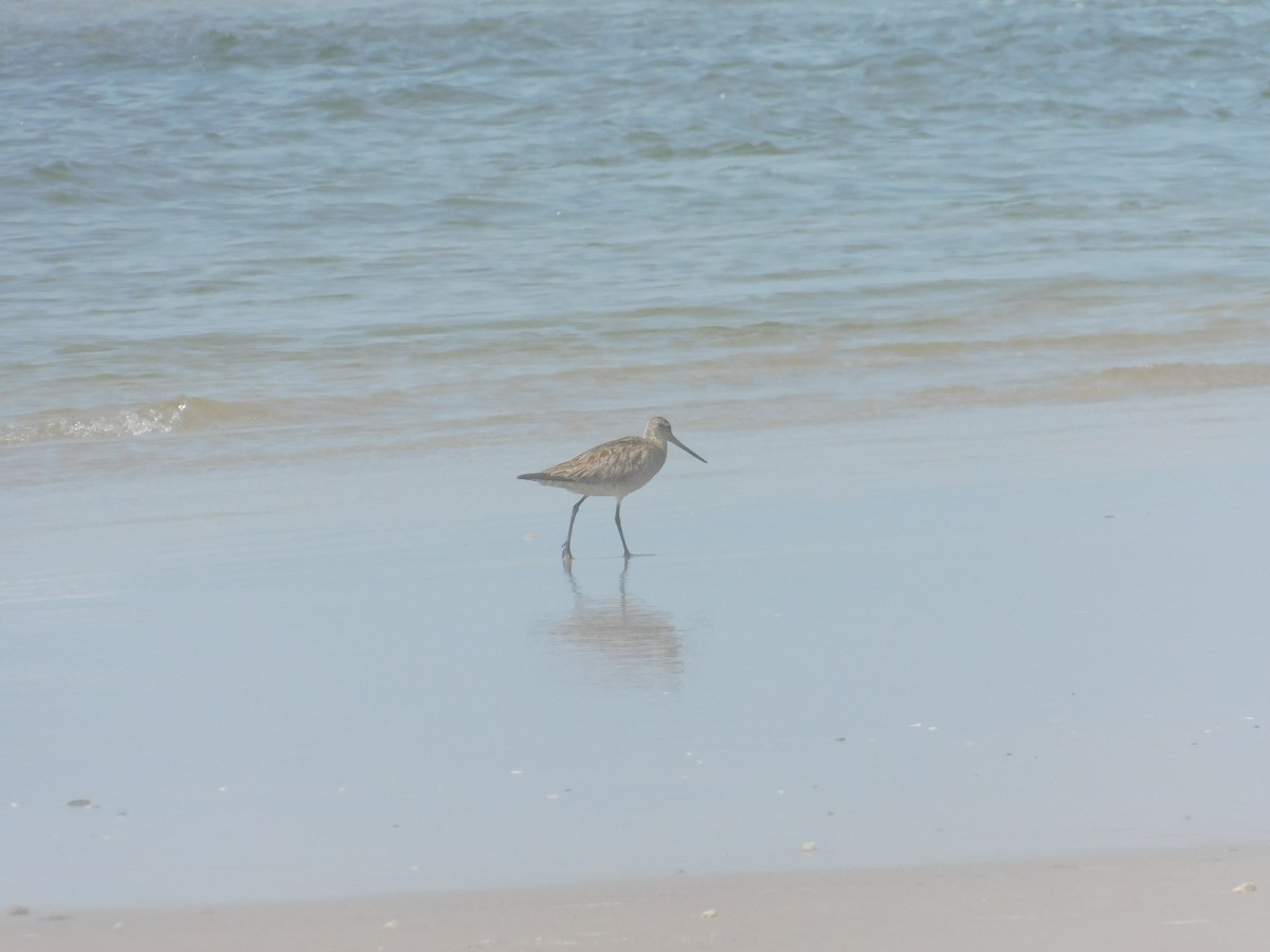 Bar-tailed Godwit (Siberian) - ML256372561