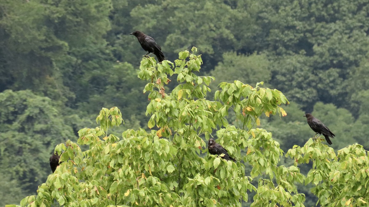 American Crow - ML256372691