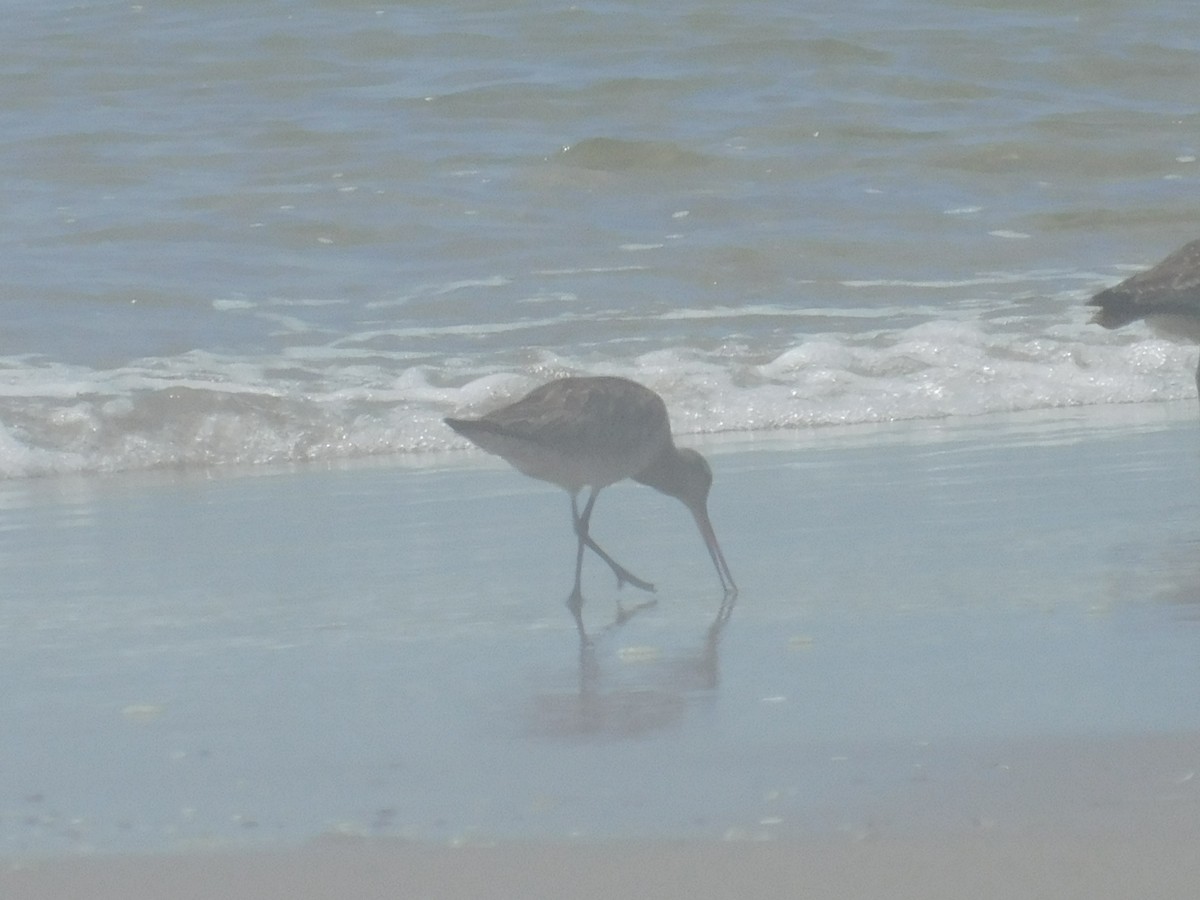 Bar-tailed Godwit (Siberian) - ML256372941