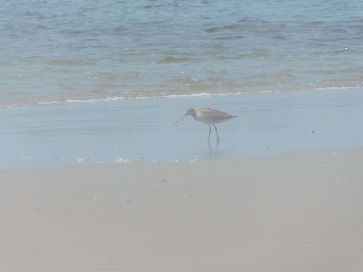 Bar-tailed Godwit (Siberian) - ML256373001