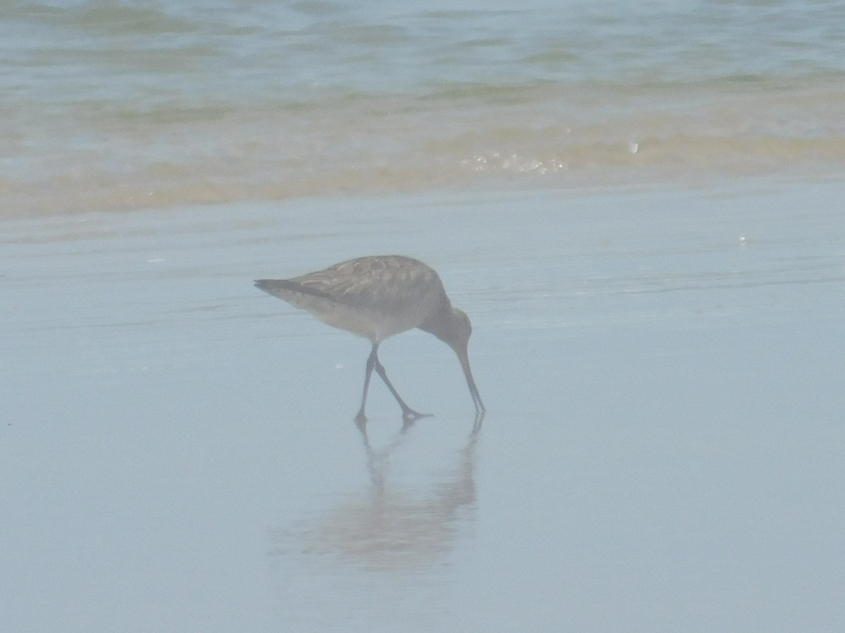 Bar-tailed Godwit (Siberian) - ML256373041
