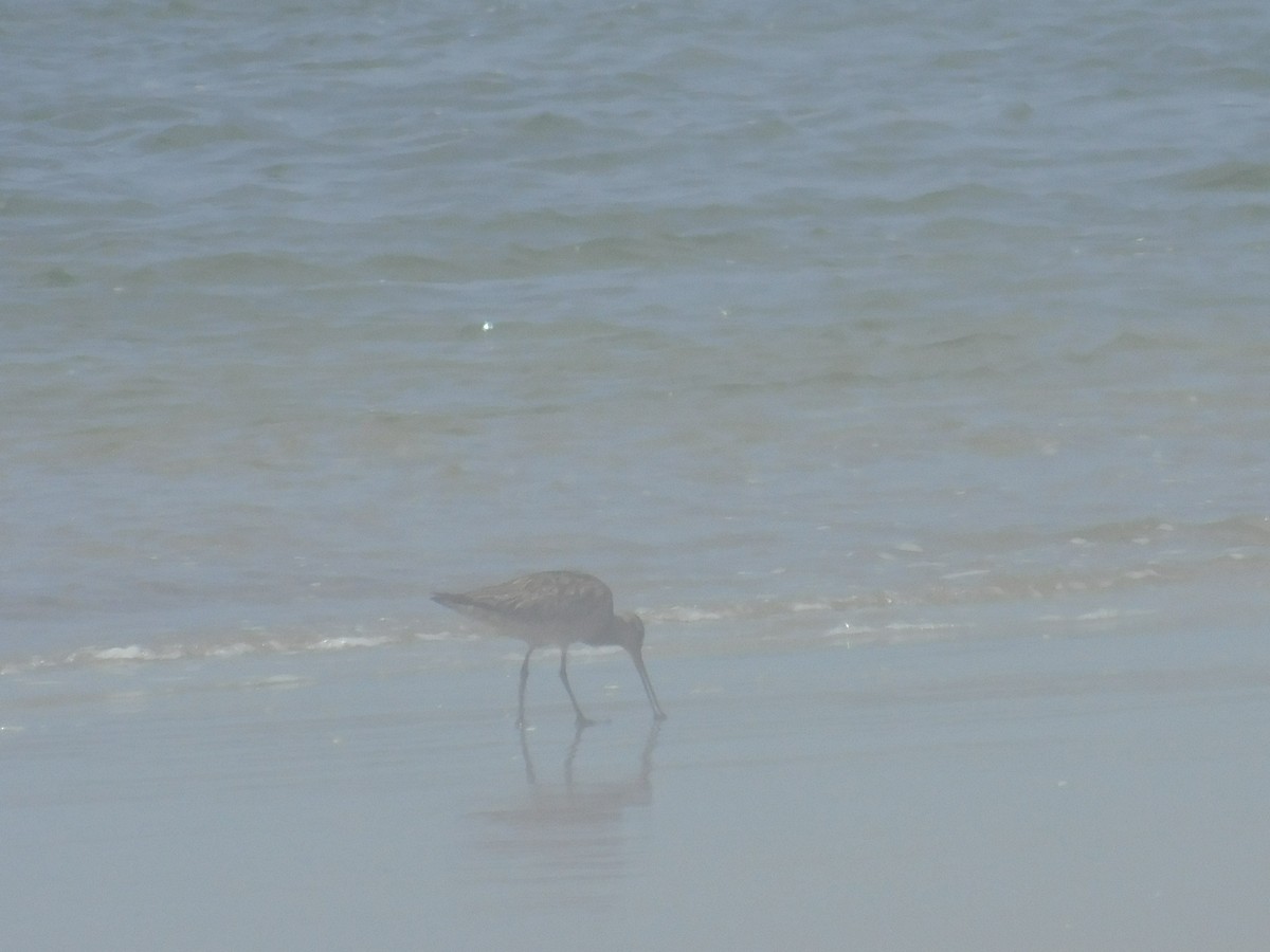 Bar-tailed Godwit (Siberian) - ML256373051