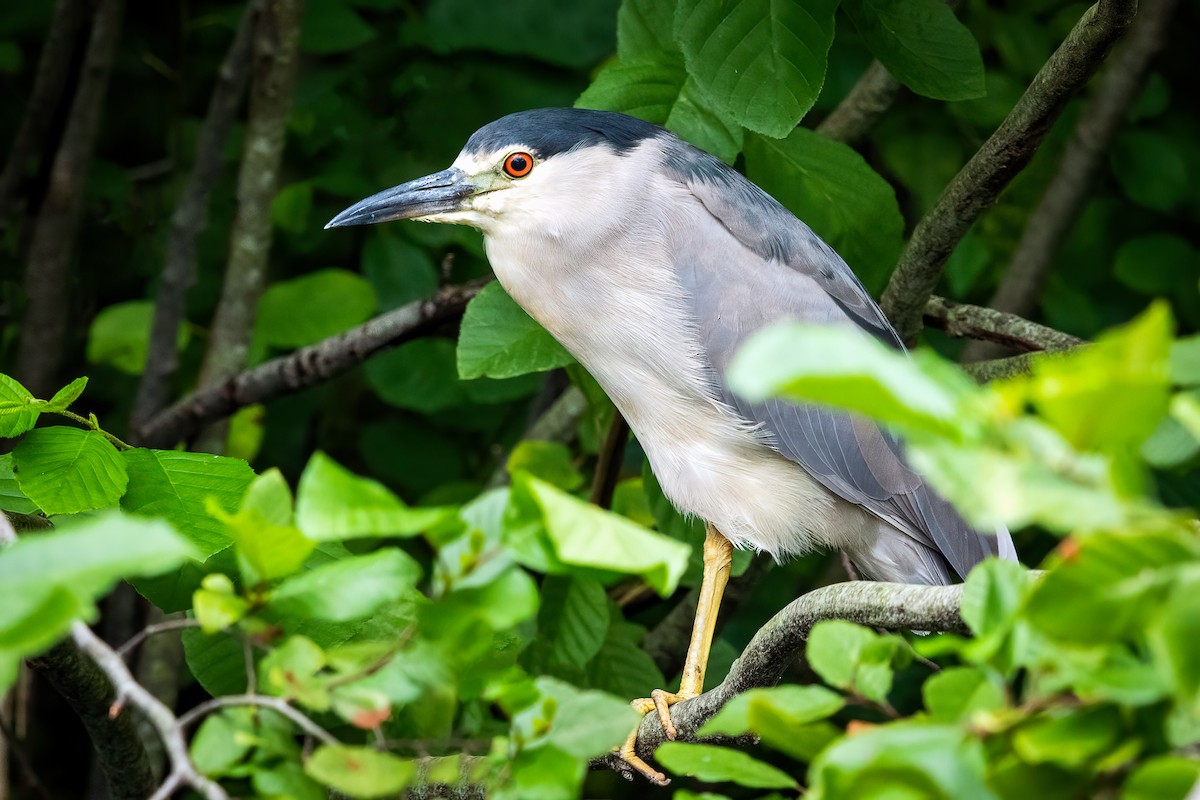 Black-crowned Night Heron - ML256379331