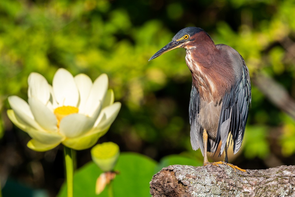 Green Heron - Brad Imhoff