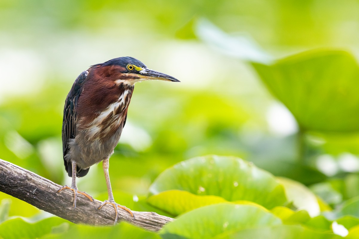 Green Heron - Brad Imhoff