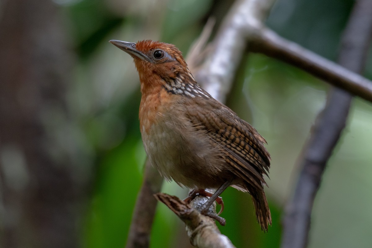 Musician Wren - ML256379491