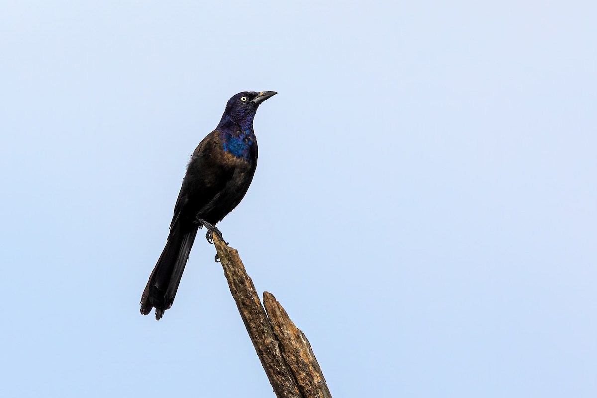Common Grackle - Brad Imhoff
