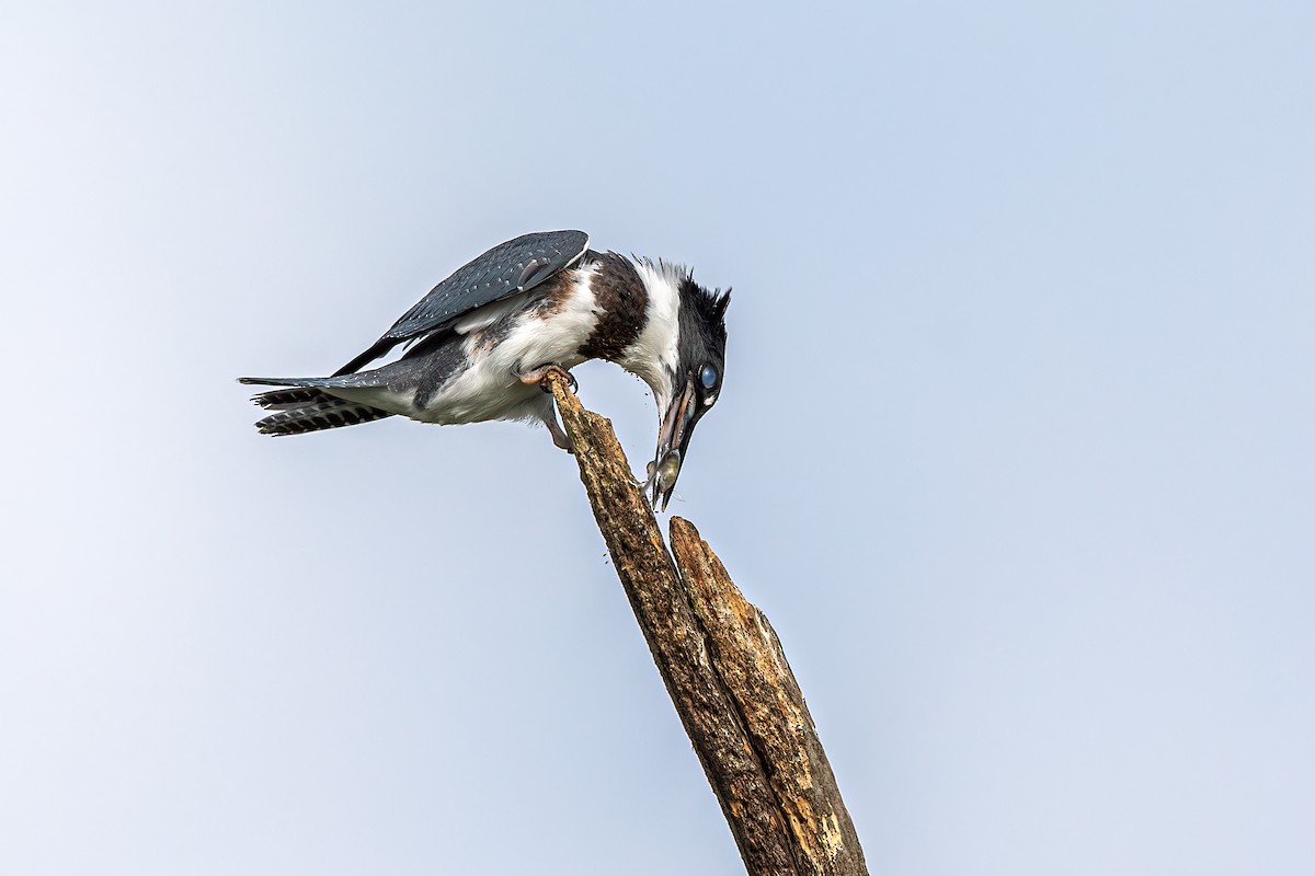 Belted Kingfisher - ML256379971