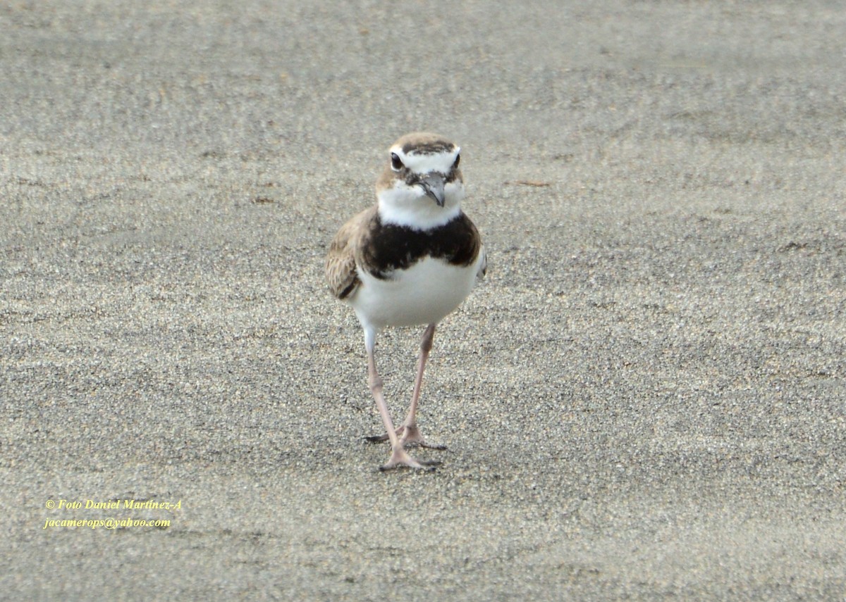 Wilson's Plover - ML25638141