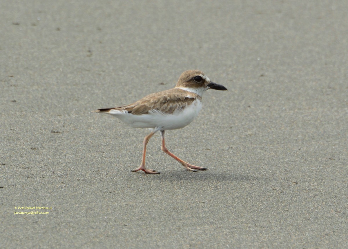 Wilson's Plover - Daniel Martínez