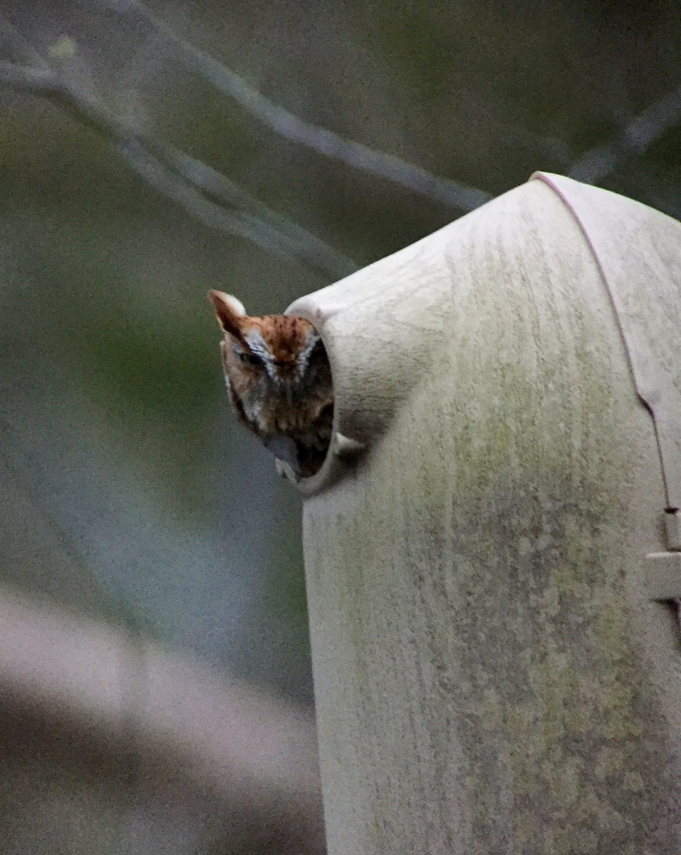 Eastern Screech-Owl - Martin Kennewell