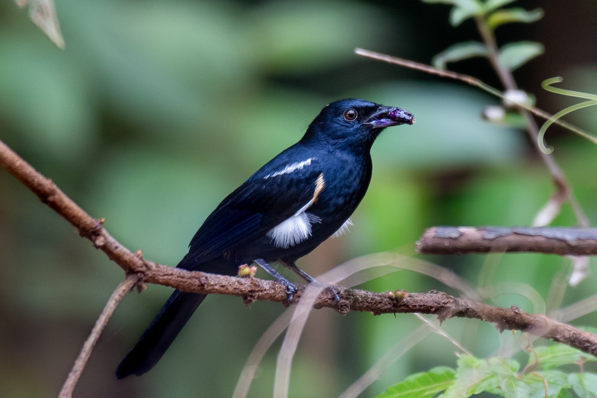 Fulvous-crested Tanager - Victor Castanho