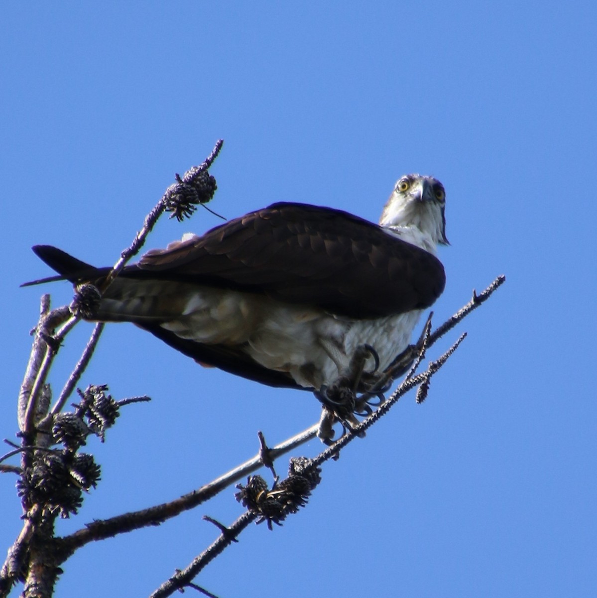 Osprey - Dennis Eckhart