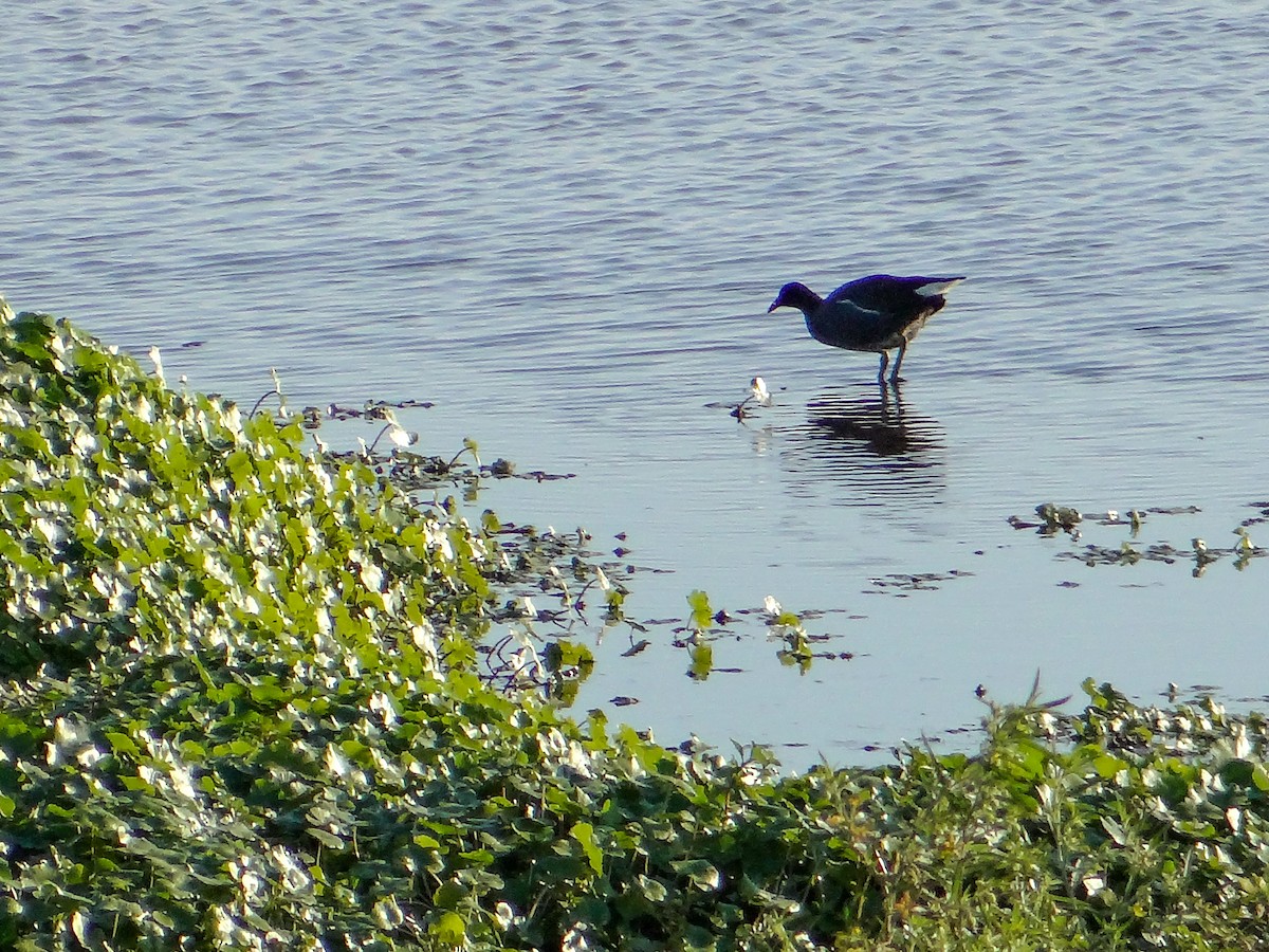 Gallinule d'Amérique - ML256384141