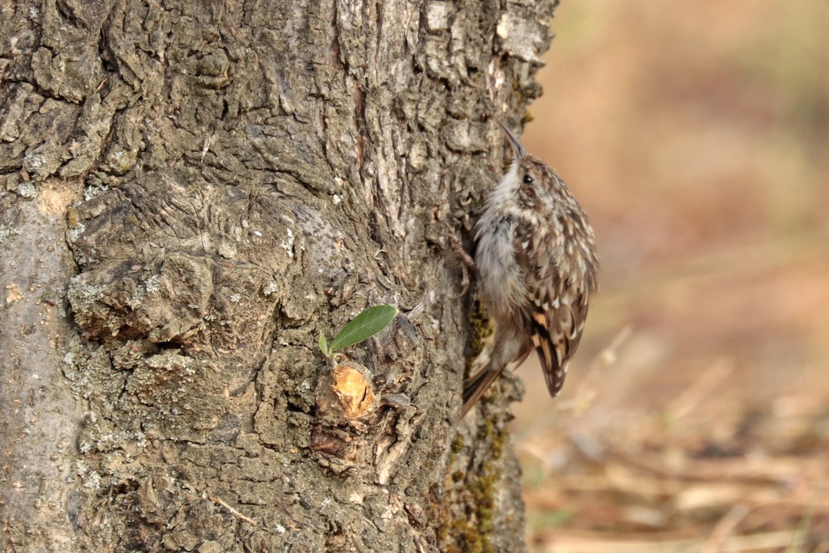 Short-toed Treecreeper - ML256384981