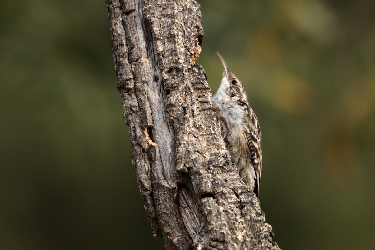 Short-toed Treecreeper - ML256385021