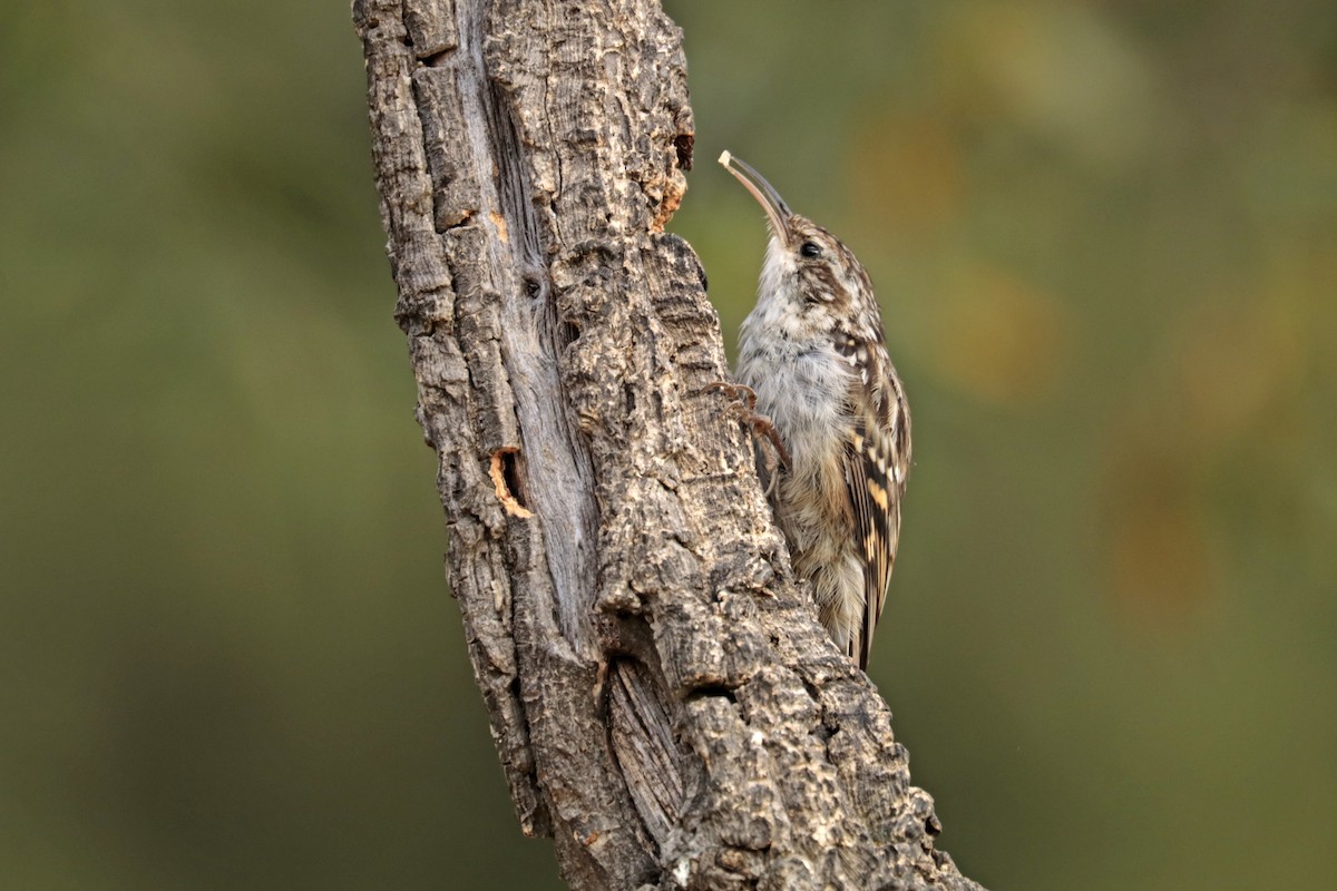 Short-toed Treecreeper - ML256385071