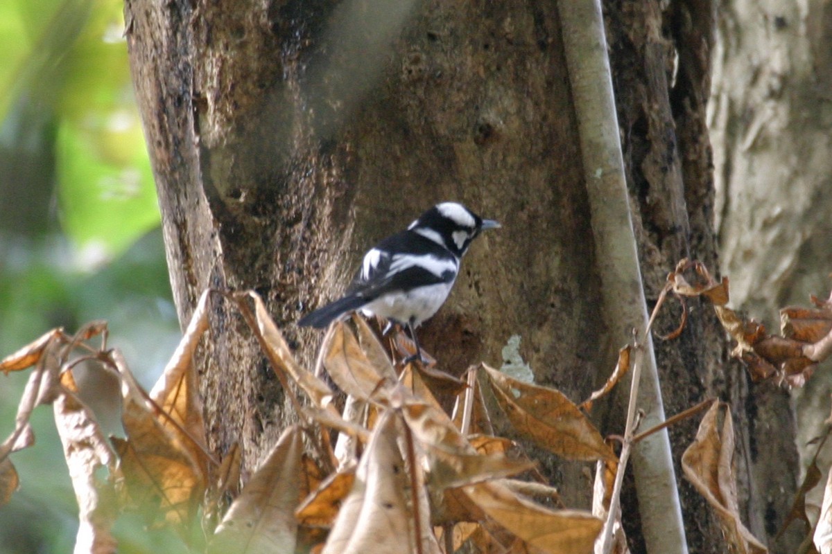 Tanimbar Monarch - ML256386661