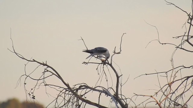 Black-winged Kite - ML256387801