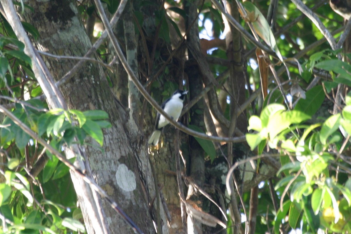 Banda Sea Monarch - ML256388321