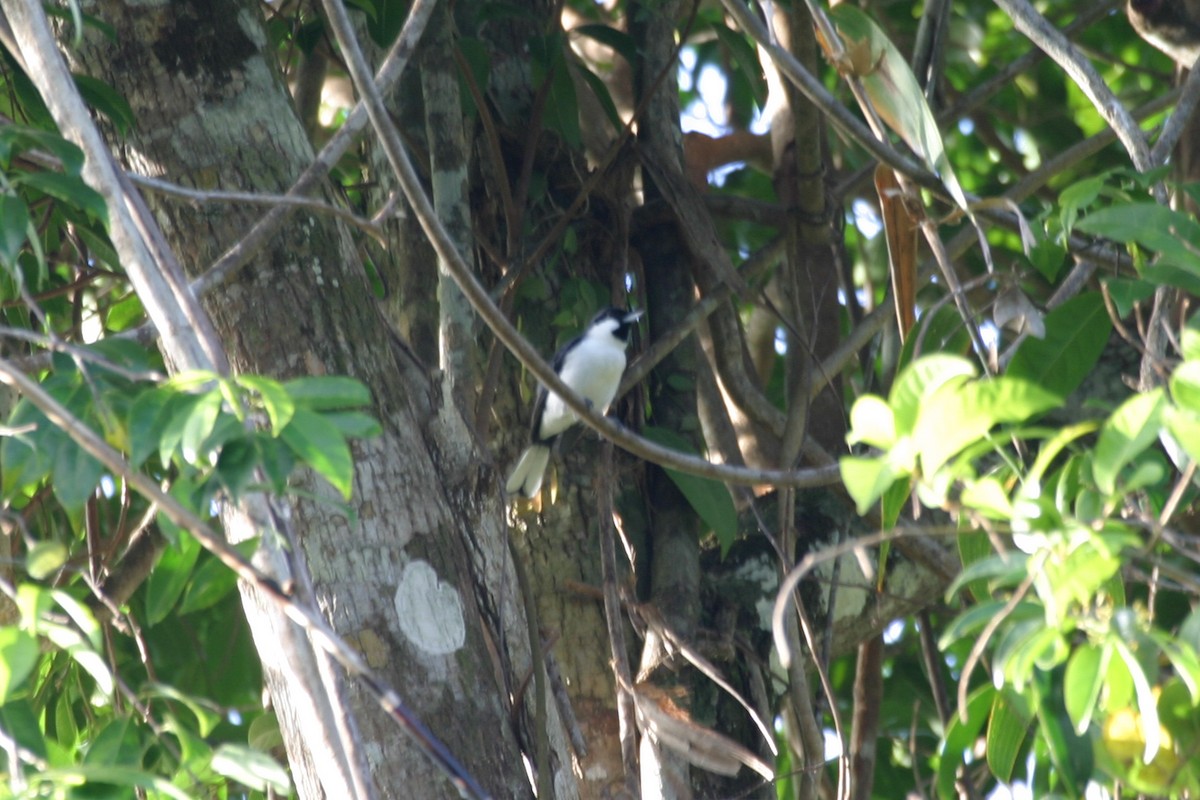 Black-bibbed Monarch - ML256388321