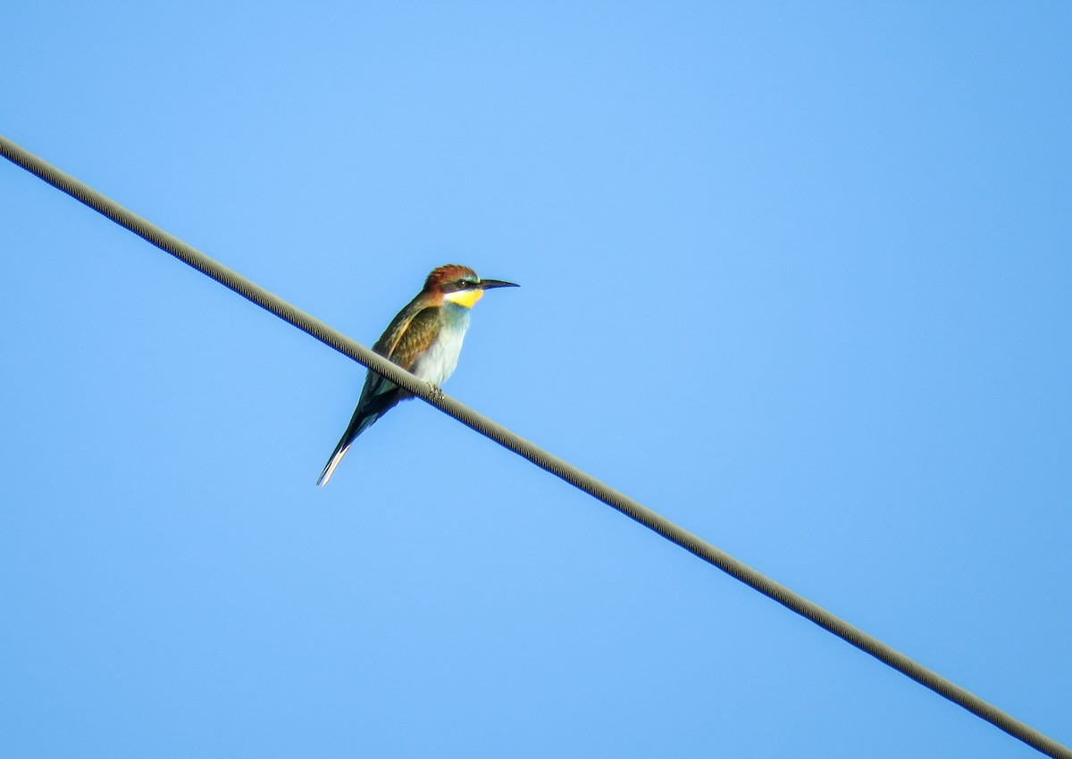 European Bee-eater - Joan Balfagón