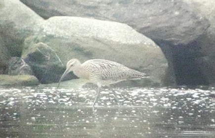 Кульон великий - ML256388481