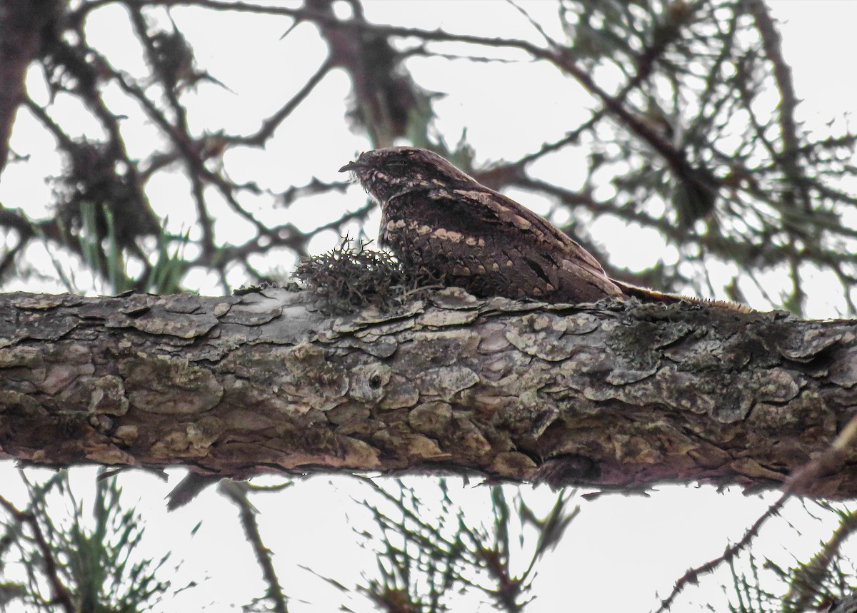 Eurasian Nightjar - ML256388741