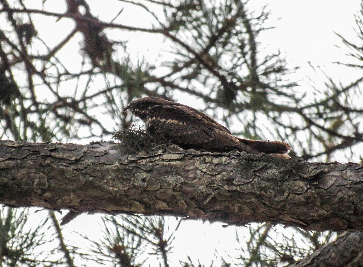 Eurasian Nightjar - ML256388831